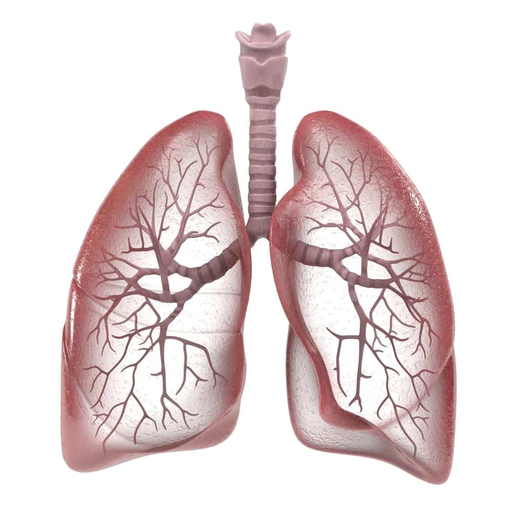 3D rendering of human respiratory system, lungs