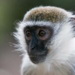 Close-up of green monkey, also called vervet monkey