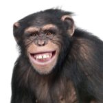 Portrait of smiling young chimp