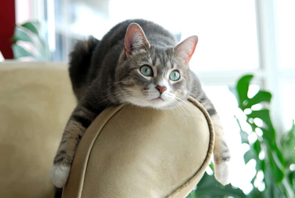 Cute cat lying on the arm of a couch