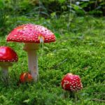 Red fungus (fly agaric) growing in forest