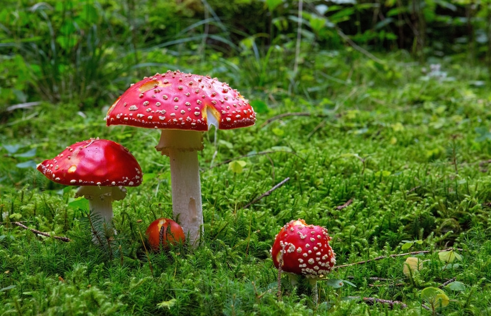 Red fungus (fly agaric) growing in forest