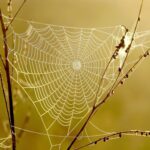 Spider web, yellow/brown background