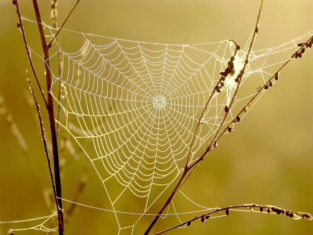 Spider web, yellow/brown background